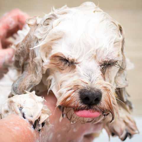 Dog being washed with a good lather using a shampoo bar
