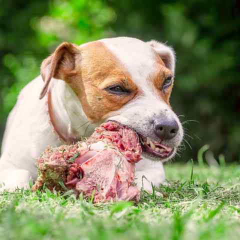 Dog chewing a meaty raw bone to clean it's teeth