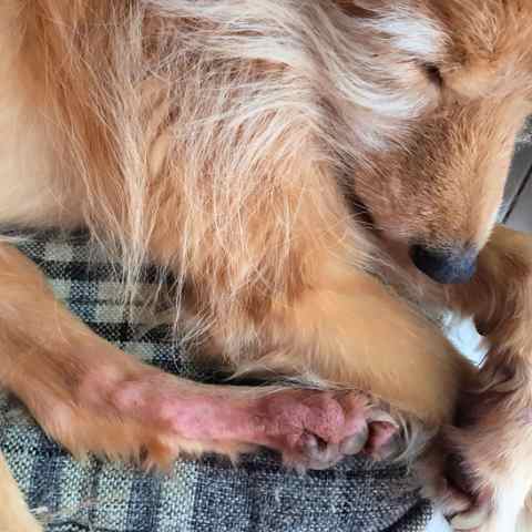Dog has licked fur off and has red inflamed skin.