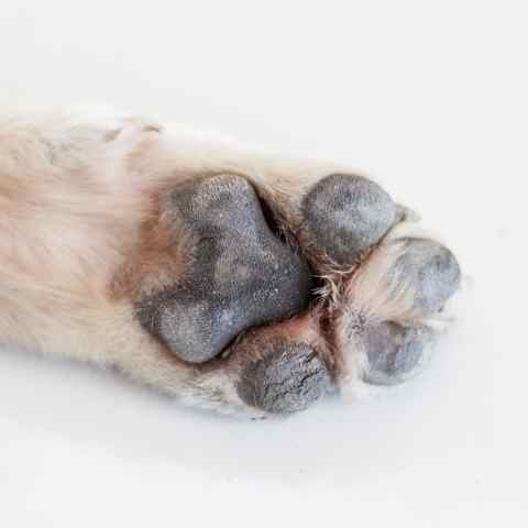 Paw balm can help with hyperkeratosis in dogs