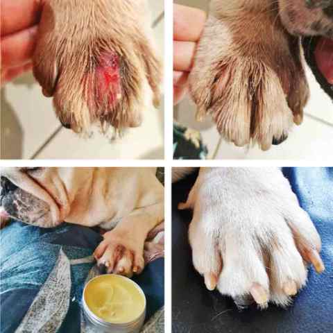 Stages of paw balm healing and interdigital cyst.