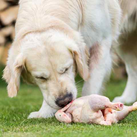 Dog eating a whole raw chicken to clean it's teeth