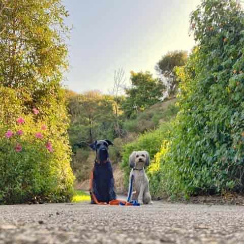 Two dogs sitting for an outdoor photo