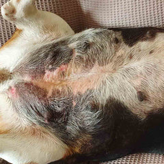 After photo of dog with rash almost cleared up