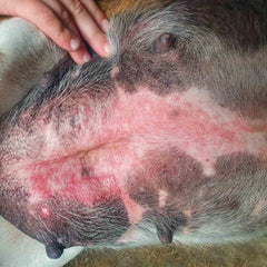 Before photo of dog with angry red rash