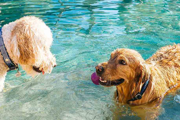 Dogs swimming