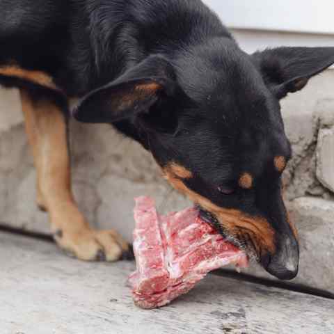 A dog eating a raw rack of ribs to clean it's teeth