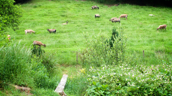 Washbrook Farm sheep flock
