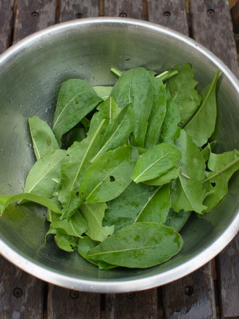 Fresh woad leaves