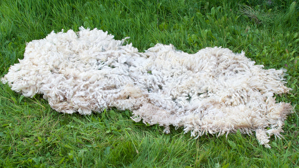 Shetland x Teeswater fleece from Fernhill Farm