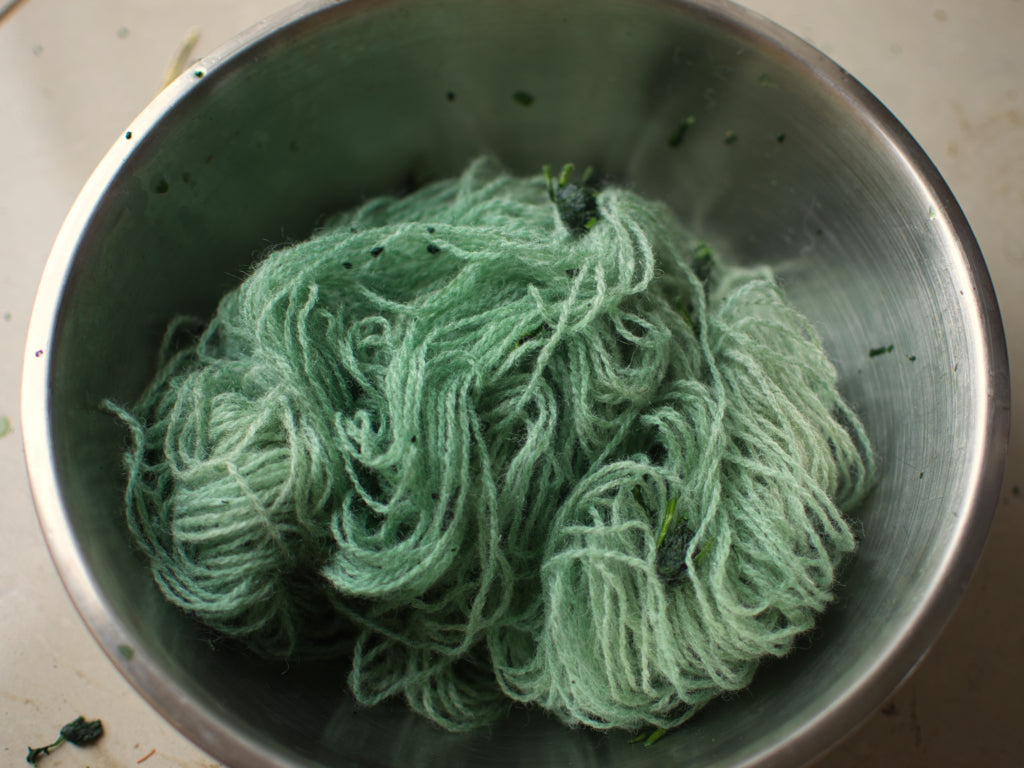 Woad pigment turning turquoise on wool
