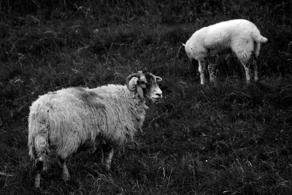 Peak District horned sheep