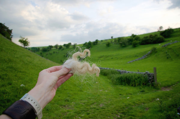 Coarse wool locks