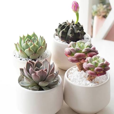 5-rosette-succulents-rooted-in-mini-white-pots