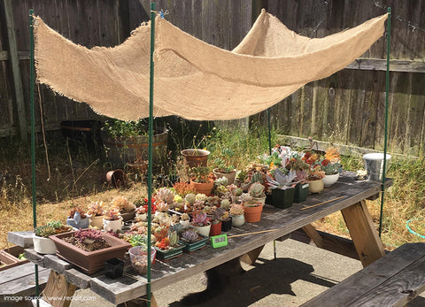 Protect your outdoor succulents from sunburn in summer with shade clothing