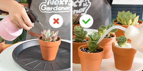 How to water your succulents the right way