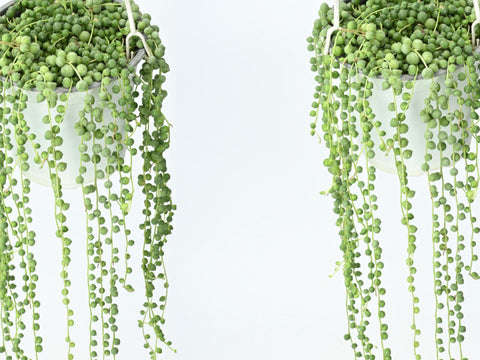 String of pearls waterfall