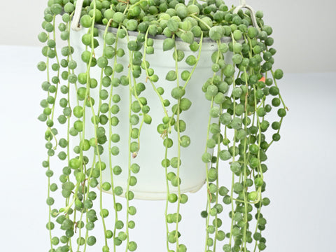 How to Grow String of Pearls into Waterfalls – Thenextgardener