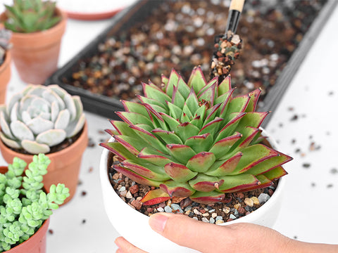 Repotting succulent plants with cactus soil mix