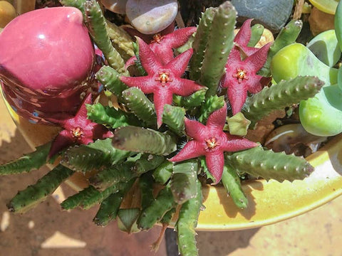 how-much-light-dose-the-stapelia-scitula-need