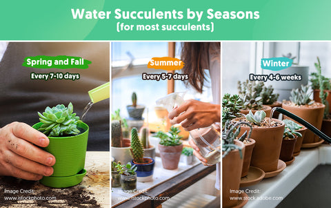 how-to-water-succulents-by-reasons