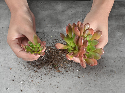 Separate succulent without damaging the roots