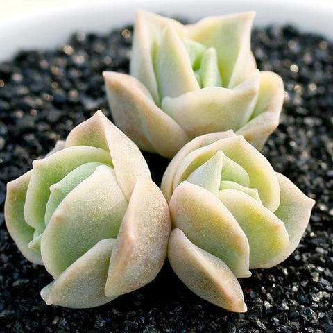 3-echeveria-lovely-rose-planted-in-white-pot-with-black-topdressing