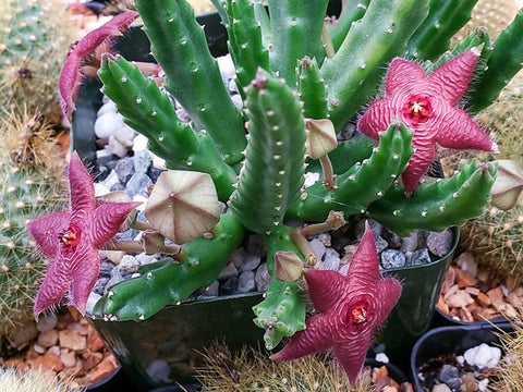 beautiful-blooming-stapelia-succulent