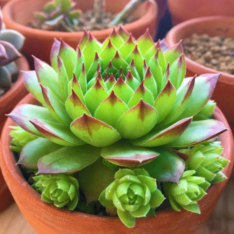 hen and chick succulents