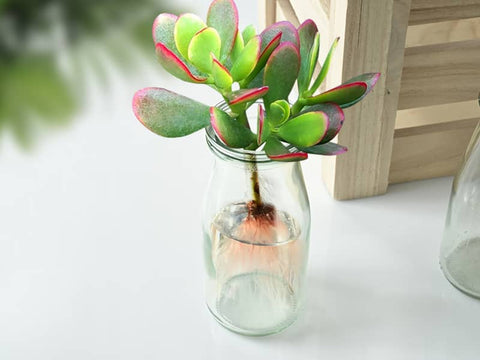 jade plant take root in water