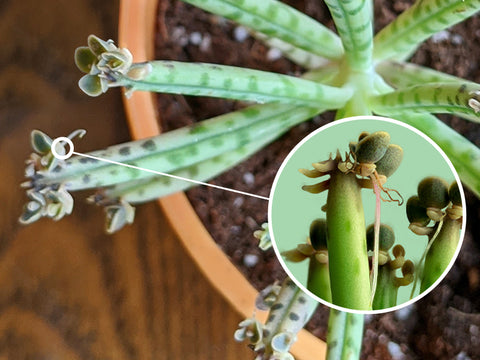 What's the Difference Between Mother of Thousands and Mother of Millions? ｜  The Next Gardener – Thenextgardener