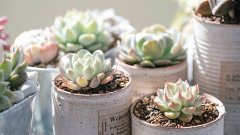 succulent-need-sun-to-keep-color-and-shape