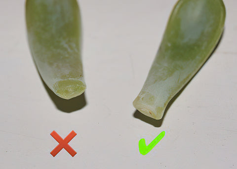 choose complete and healthy succulent leaves to do propagation