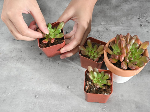 Propagating succulent from succulent pups