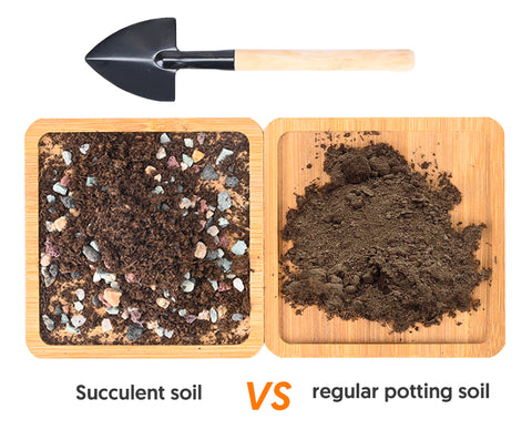 Cactus soil mix VS Regular potting soil