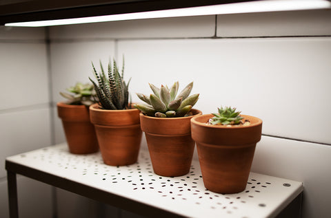 four-pots-of-succulents-growing-under-artificial-light-indoors