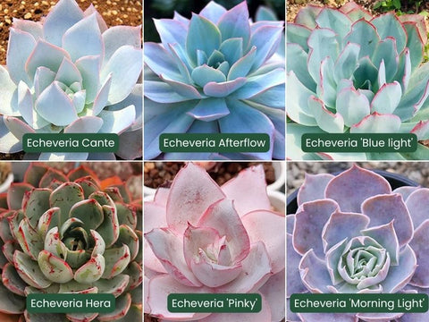 6-echeveria-succulents-with-thin-leaves