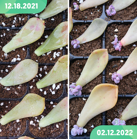 succulent-leaf-propagation-before-and-after