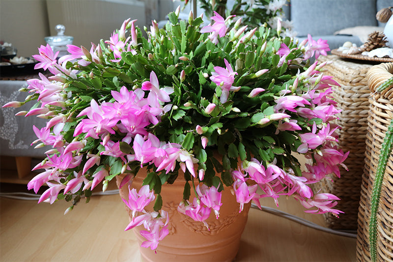 bloomming christmas cactus