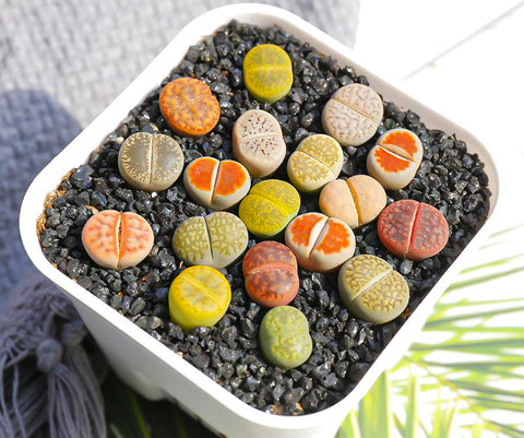 Lithops