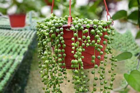 String Of Pearls Plant Cuttings: How To Propagate A String Of Pearls Plant