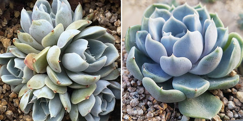 underwatered-echeveria-snow-bunny-and-full-echeveria-snow-bunny