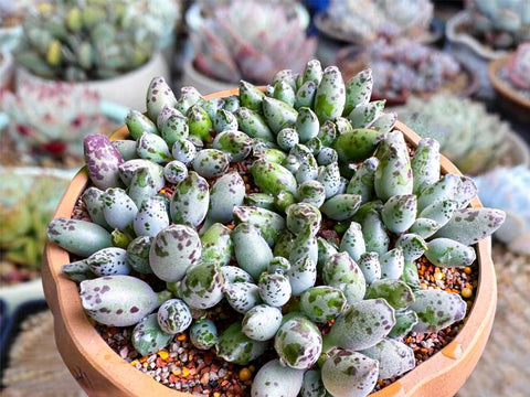 potted-Adromischus-Cooperi-v-Festivus