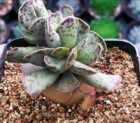 Adromischus-succulent-with-tuberous-root