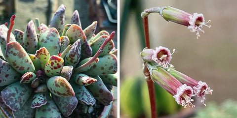 Adromischus-succulent-flowers