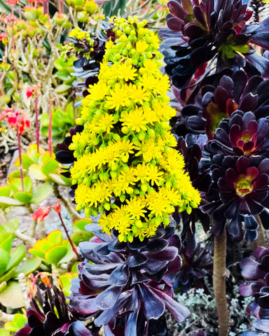 Aeonium-arboreum-Zwartkop-Black-Rose-blooms-yellow-flowers-outdoors