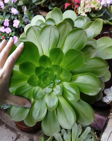 Aeonium-succulents-grow-very-quickly