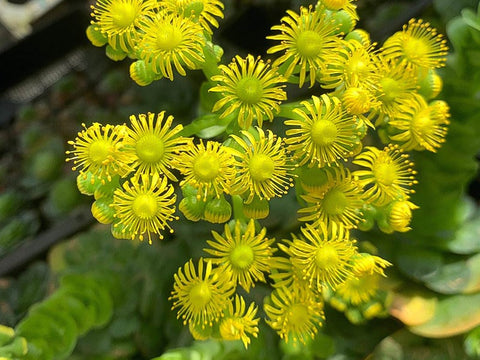 Aeonium-succulent-flowers