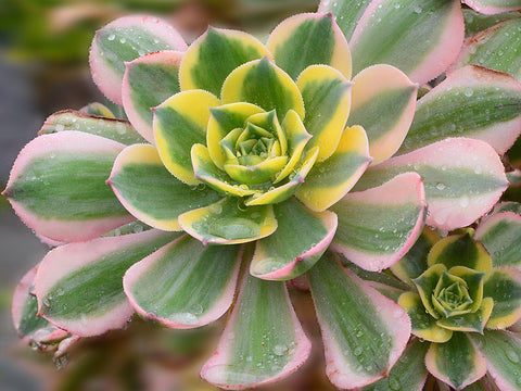 15 Popular Aeonium Succulent to Grow | THE NEXT GARDENER – Thenextgardener