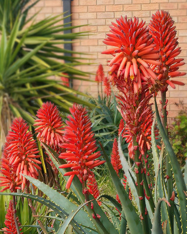 Aloe-Cameronii-blooms-red-flowers-outdoors